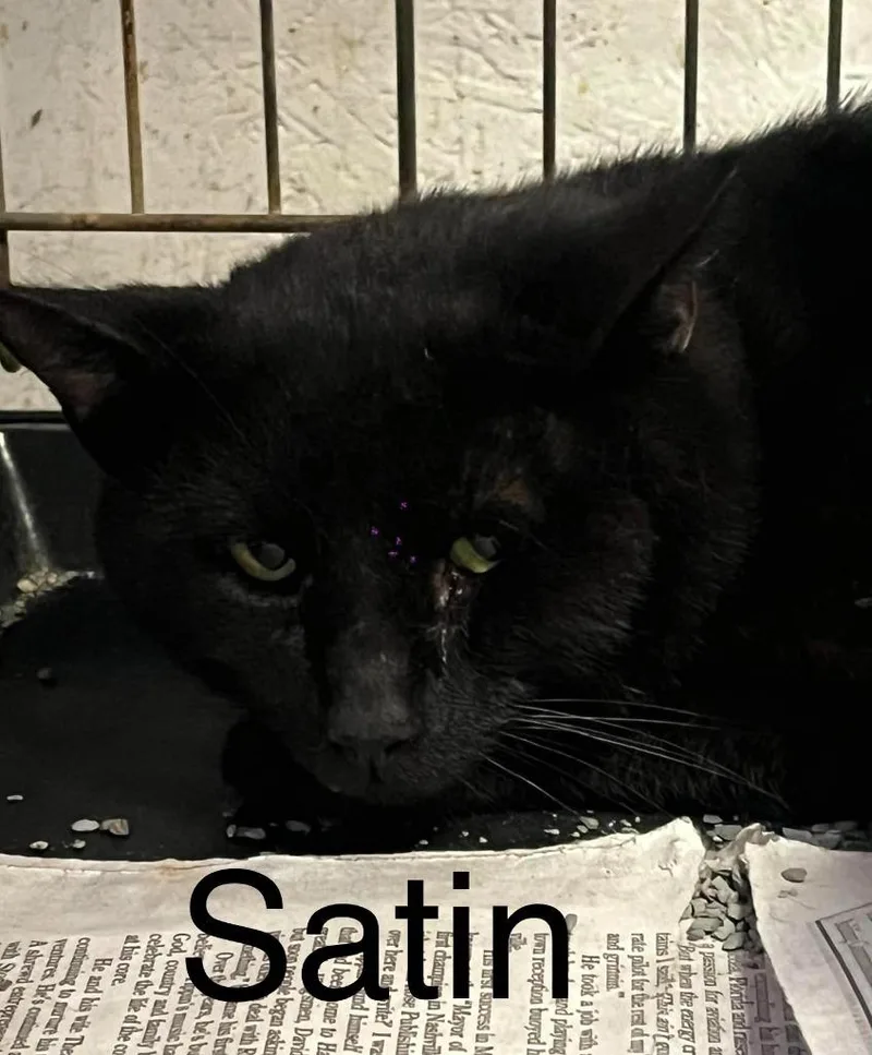 An adult large-sized male Domestic Short Hair cat named Satin for adoption in Princeton, IN