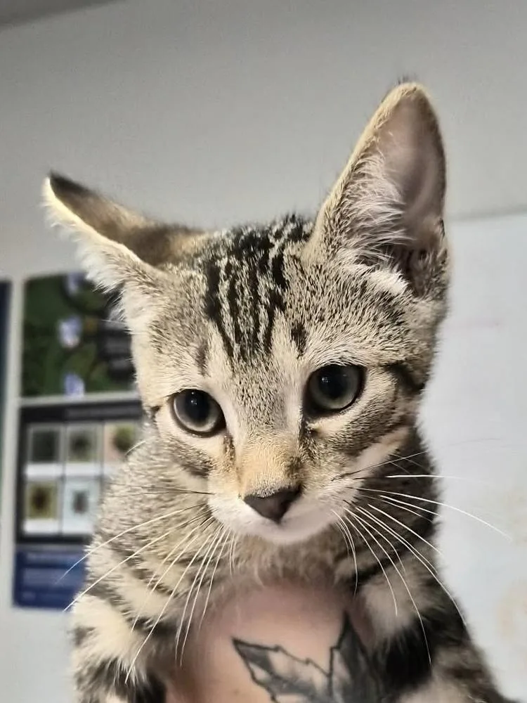 A baby medium-sized male Domestic Short Hair cat named Splash for adoption in Bolivar, MO