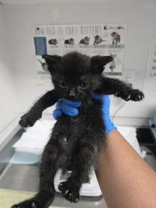 A baby small-sized male Black Domestic Short Hair cat named Lemon for adoption in Oakland, CA