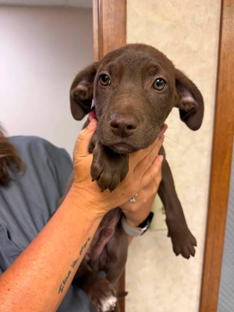 A baby medium-sized male Brown / Chocolate Labrador Retriever dog named Rooster for adoption in Grand Forks, ND