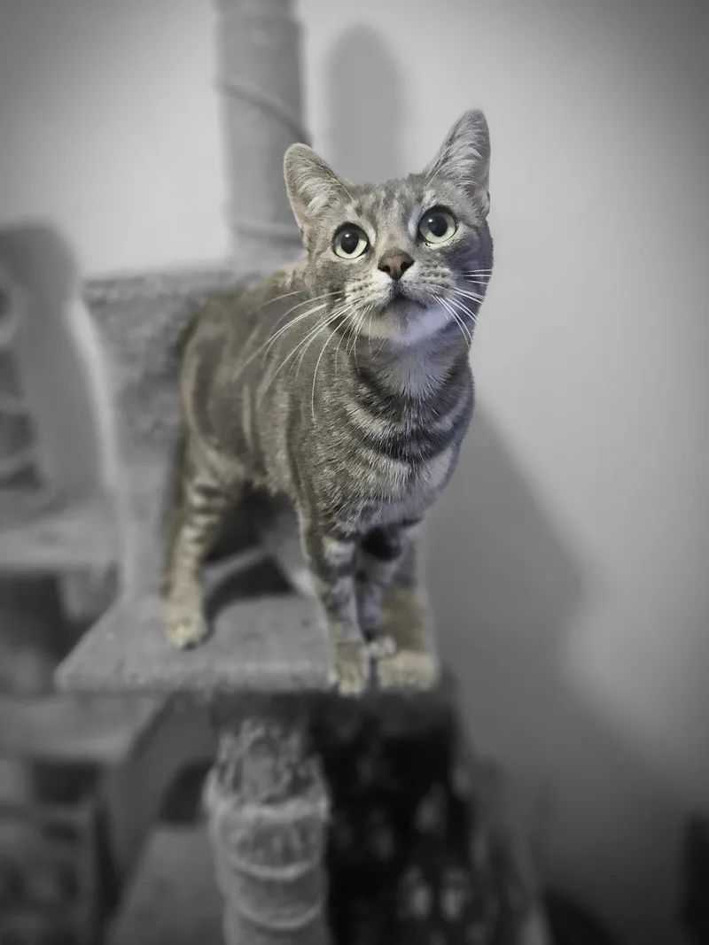 A young small-sized female Tabby (Gray / Blue / Silver) Domestic Short Hair cat named Zoe for adoption in Brooklyn, NY