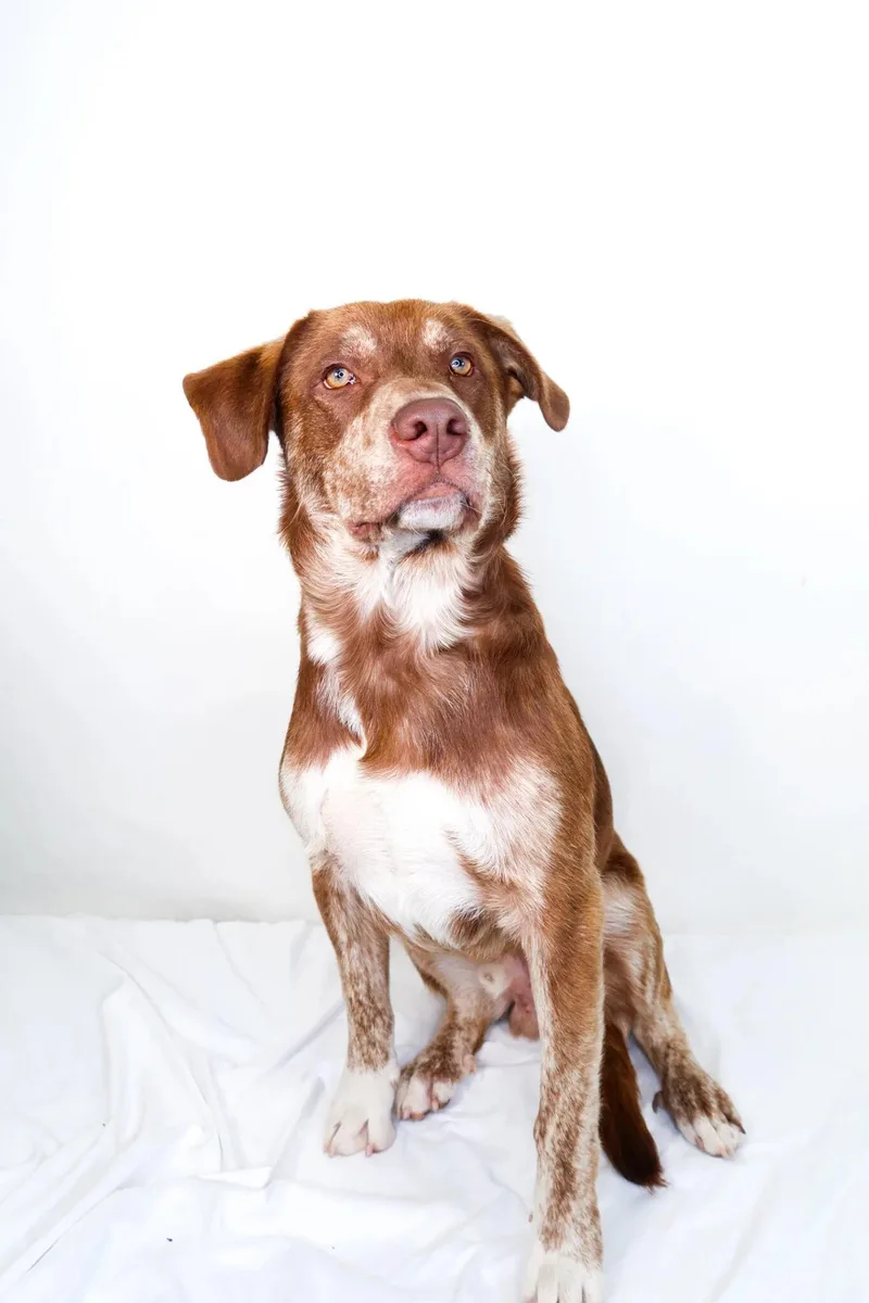 A young medium-sized male Brown / Chocolate Shepherd dog named Ruhn for adoption in Bixby, OK