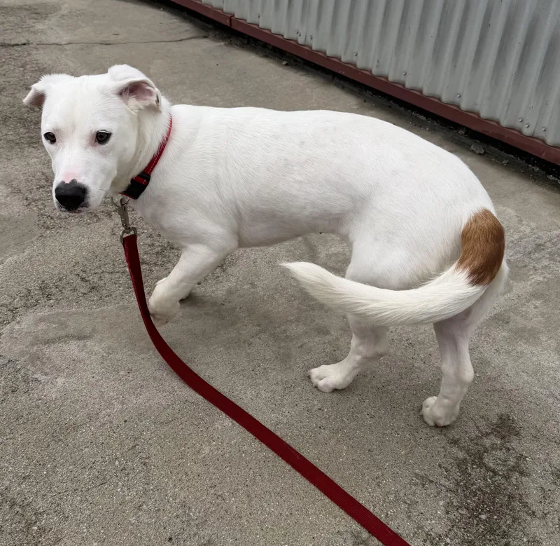 An adult medium-sized female White / Cream Basset Hound dog named Amelia for adoption in Lexington, KY