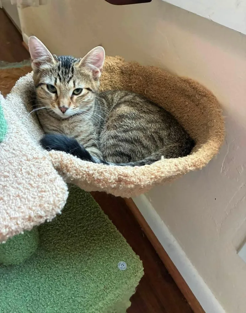 A baby medium-sized female Domestic Short Hair cat named Mowgli for adoption in Miami, OK