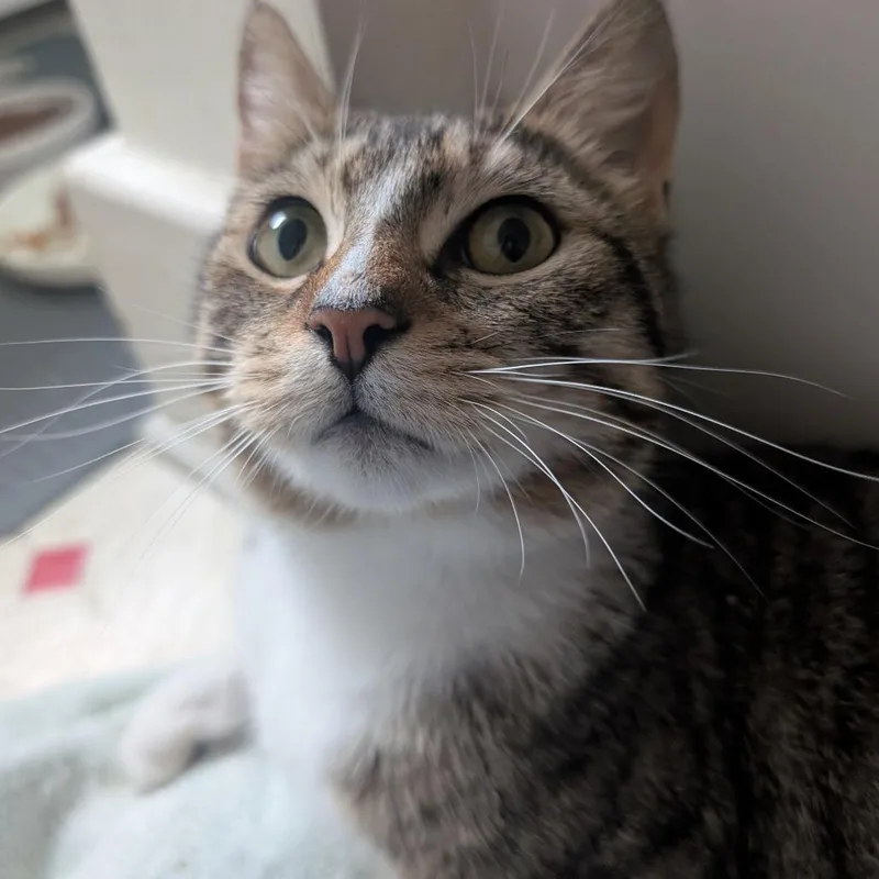 An adult medium-sized female Brown / Chocolate Domestic Short Hair cat named Sasha for adoption in Baltimore, MD