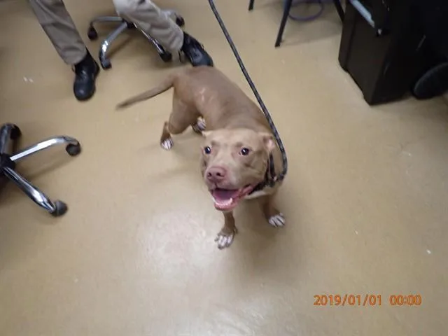 An adult large-sized female Pit Bull Terrier dog named Sasha for adoption in Saint Peters, MO
