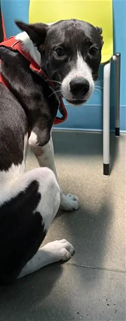 A young medium-sized male Labrador Retriever dog named Max for adoption in Houston, TX