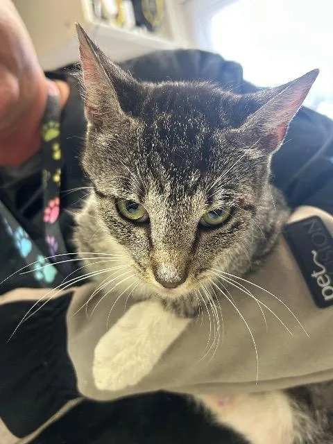 A young medium-sized female Domestic Short Hair cat named Diane for adoption in New Manchester, WV