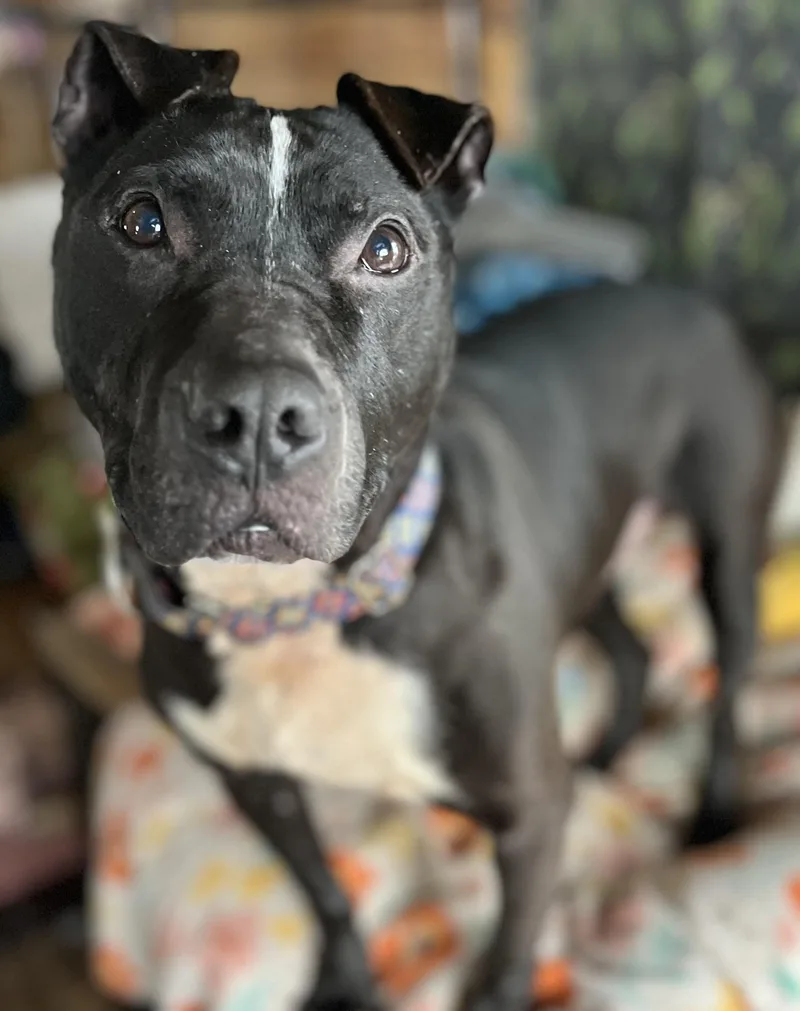 An adult large-sized male American Staffordshire Terrier dog named Machomans for adoption in Portland, ME