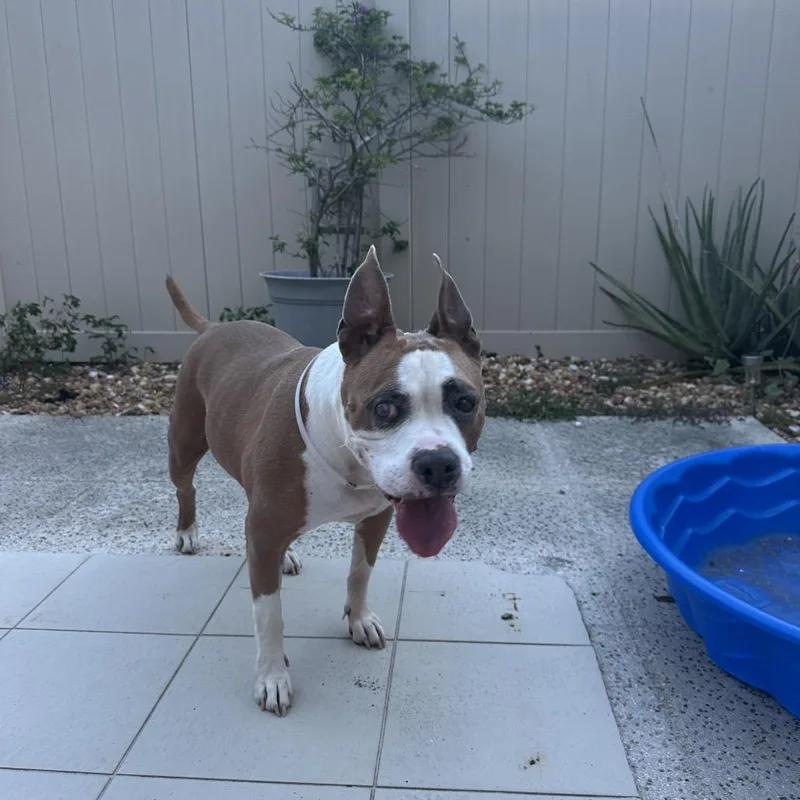 A senior medium-sized female Pit Bull Terrier dog named Linda for adoption in Hobe Sound, FL