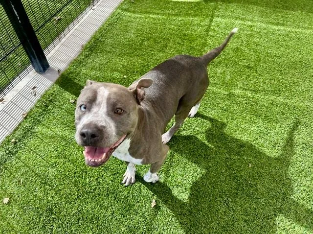 An adult large-sized female Pit Bull Terrier dog named Cheesey for adoption in Garland, TX
