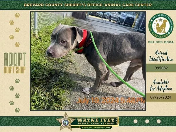An adult large-sized male Mixed Breed dog named Rocky for adoption in Melbourne, FL