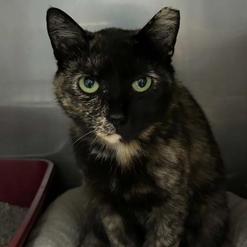 A young medium-sized female Tortoiseshell Domestic Short Hair cat named Lucy for adoption in Toms Brook, VA