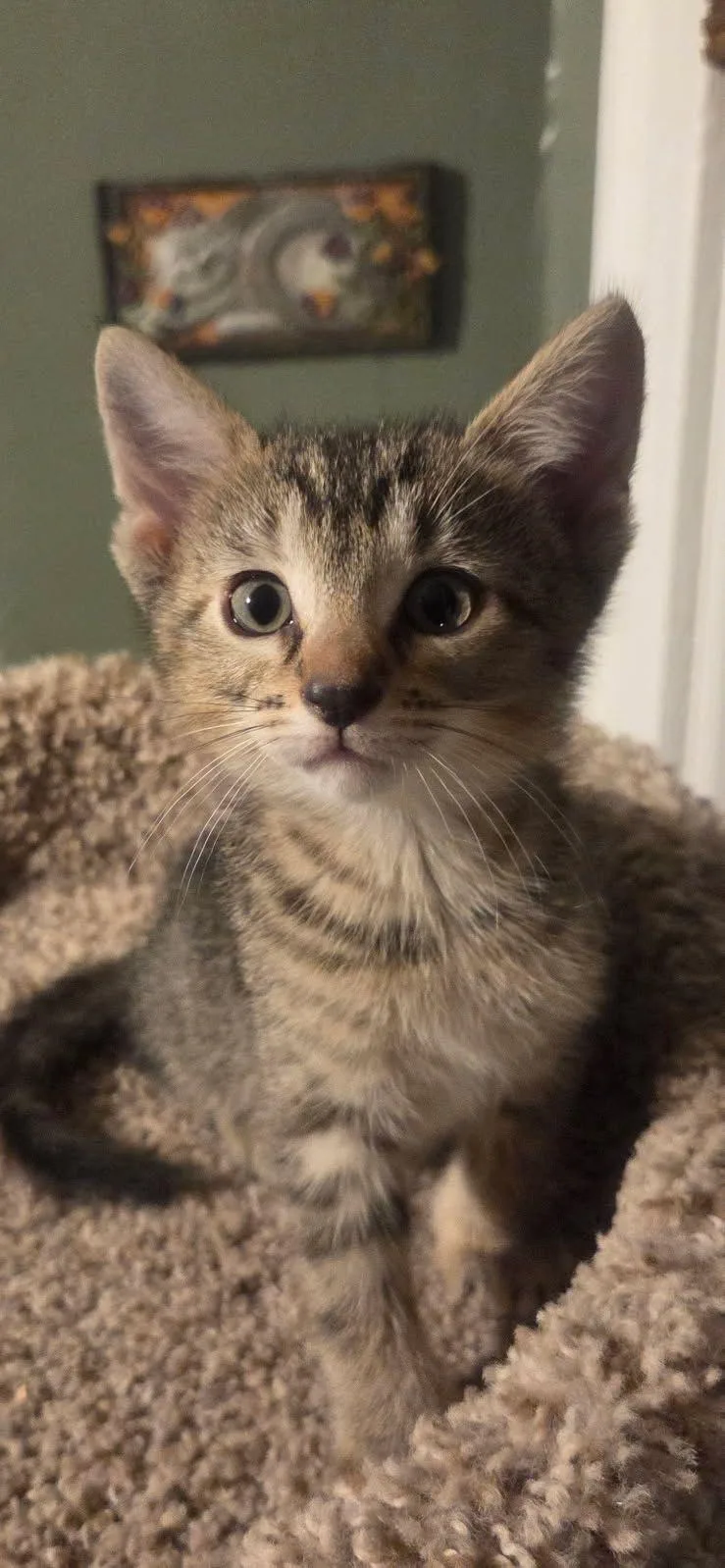 Violet