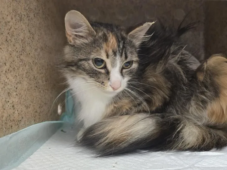 A young medium-sized female Domestic Long Hair cat named Boba Tea for adoption in Hagerstown, MD