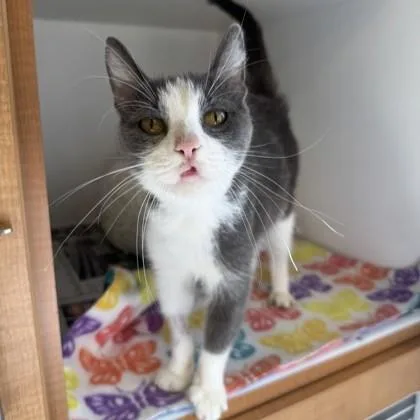 An adult medium-sized female Gray & White Domestic Short Hair cat named Ellie May for adoption in Phoenixville, PA