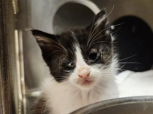 A baby small-sized female Domestic Short Hair cat named A for adoption in Martinez, CA