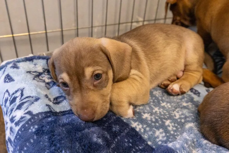 Puppies