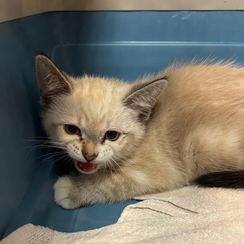 A baby small-sized male White Domestic Short Hair cat named Blizzard for adoption in Port Charlotte, FL