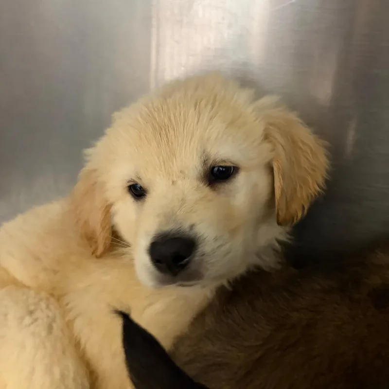 A baby small-sized male White / Cream Mixed Breed dog named Sawyer for adoption in Ardmore, OK