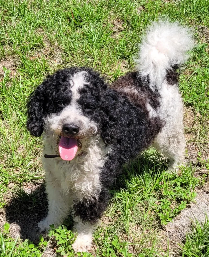 An adult medium-sized male Black Aussiedoodle dog named Tucker for adoption in Chiefland, FL