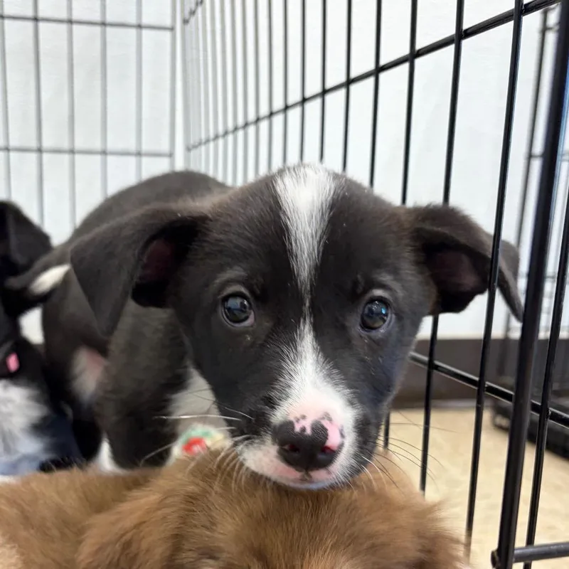 A baby medium-sized male Mixed Breed dog named Wyatt for adoption in Cumming, GA
