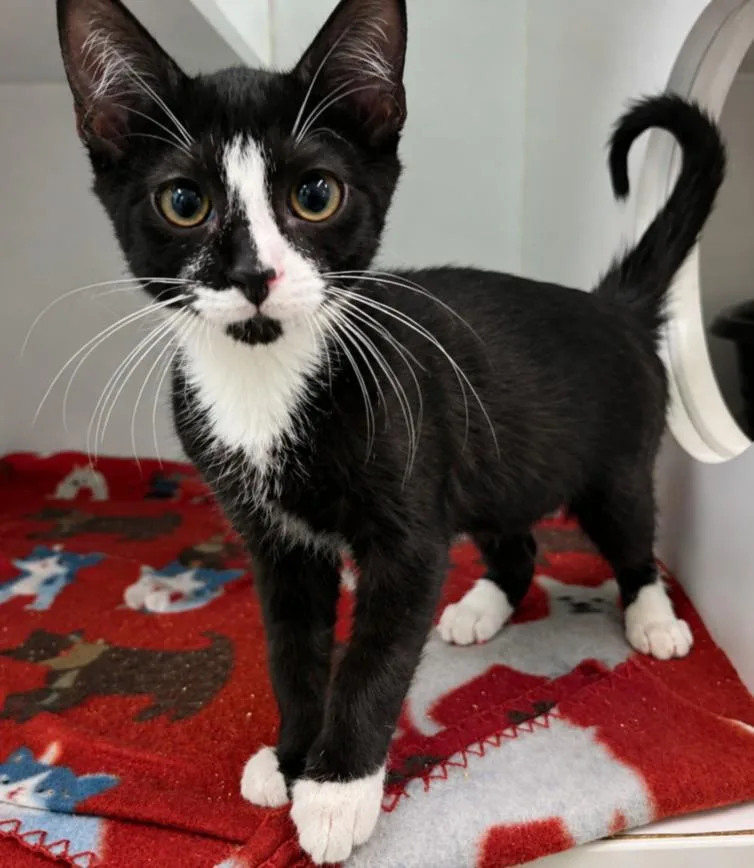 A baby small-sized male Domestic Medium Hair cat named Desoto for adoption in Texas City, TX