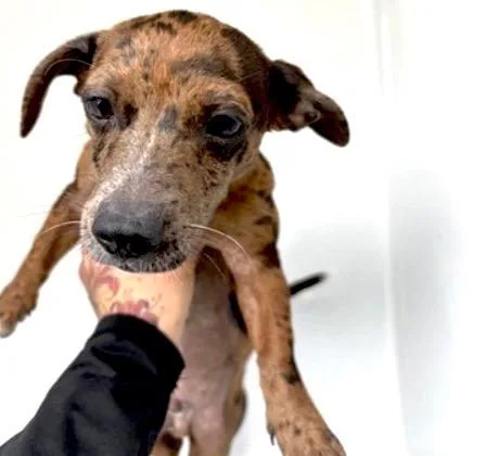A baby small-sized male Dachshund dog named A for adoption in Houston, TX