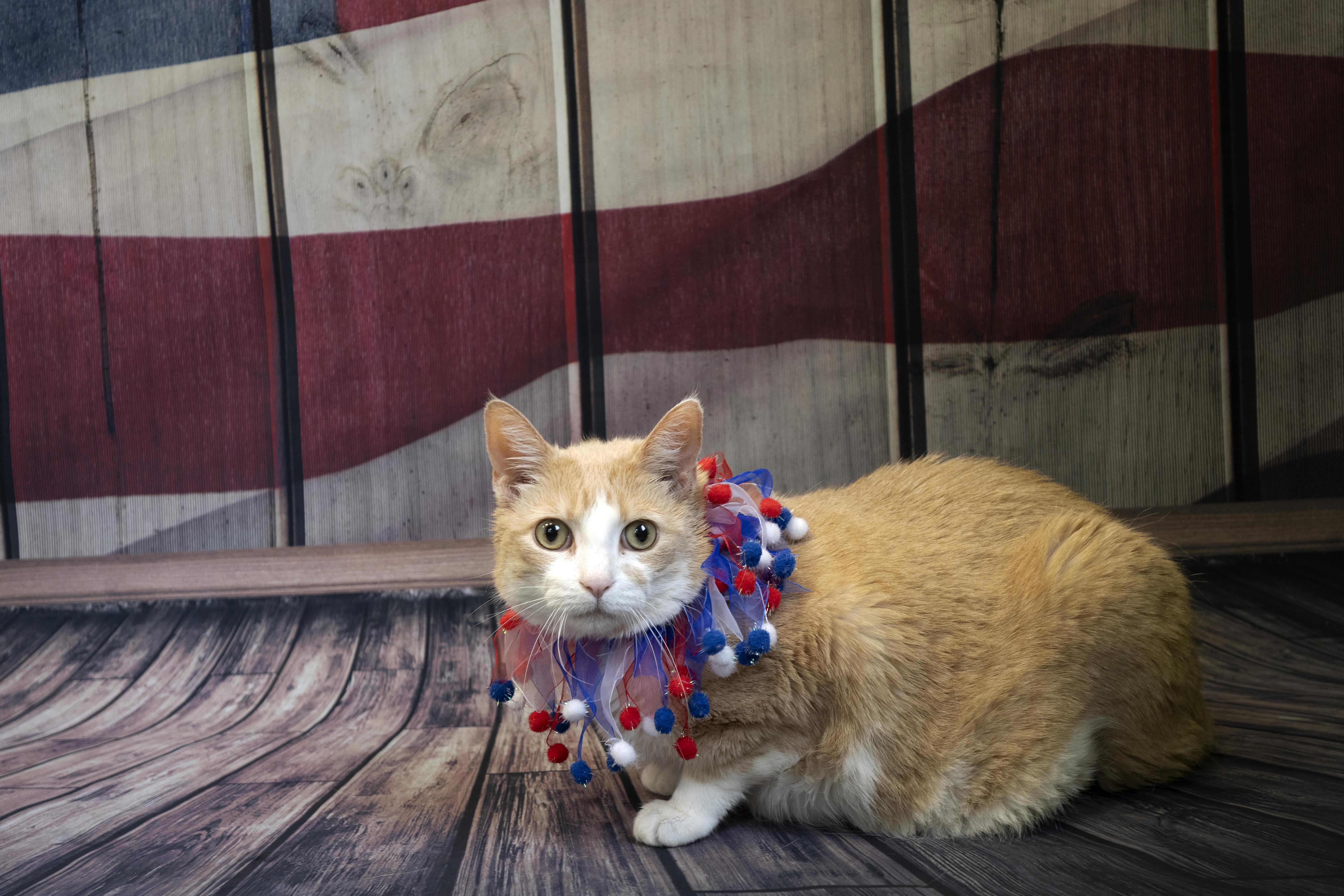 A senior large-sized male Domestic Short Hair cat named Jack for adoption in Old Bridge, NJ