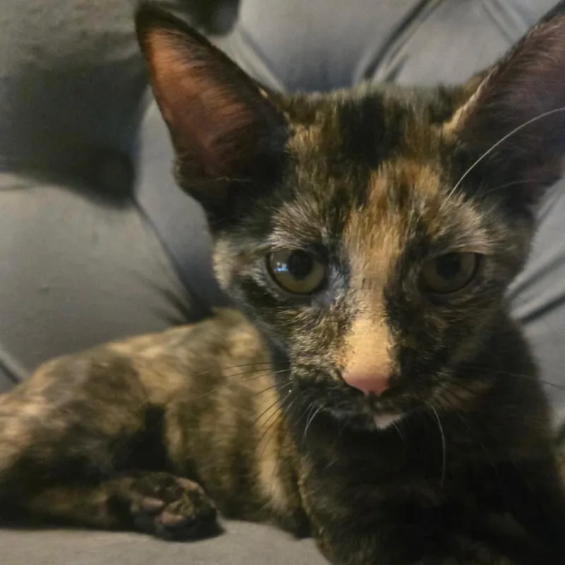 A baby small-sized female Tortoiseshell Domestic Short Hair cat named Poppy for adoption in Granby, MO