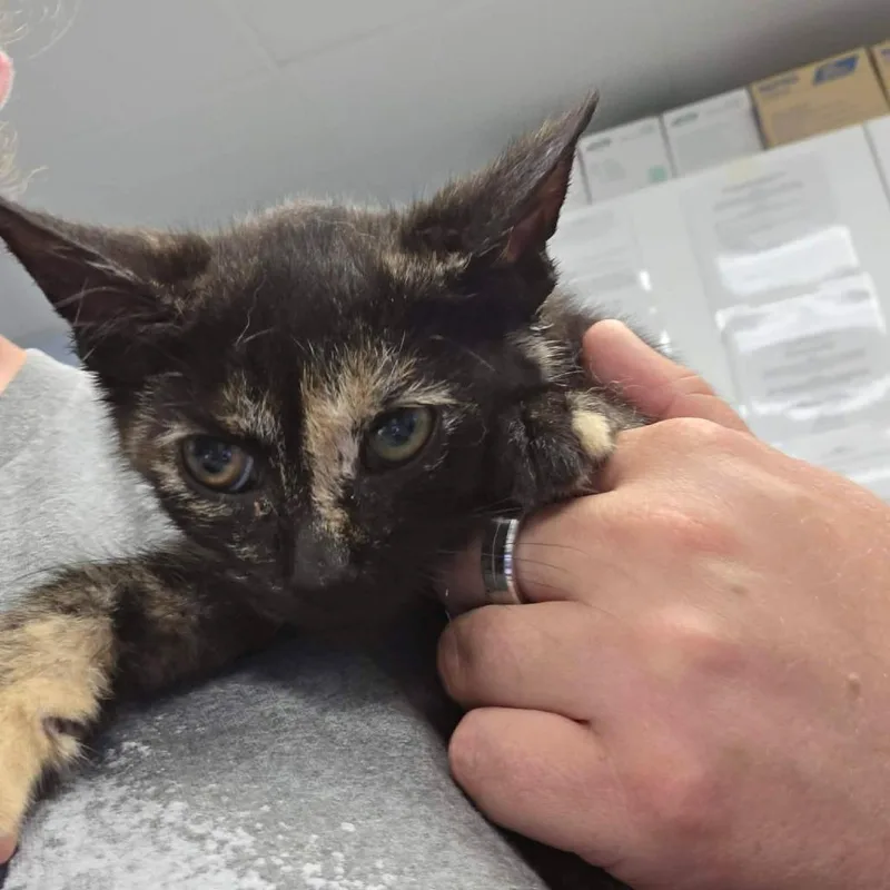 A baby small-sized female Tortoiseshell Domestic Short Hair cat named I Dream of Jeanie for adoption in Martinsville, VA