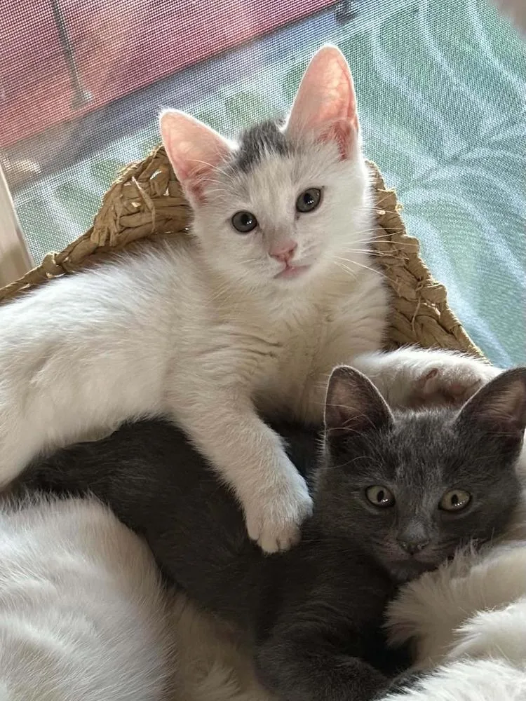 A baby small-sized female Blue Point Domestic Short Hair cat named Zelda for adoption in tucson, AZ
