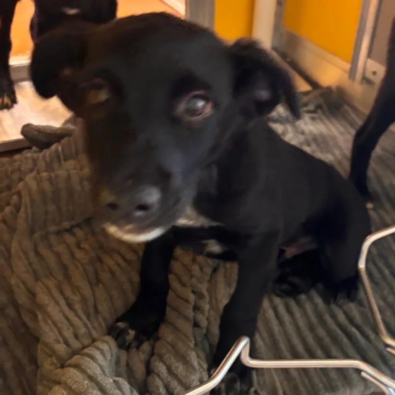 Snoop thumbnail 2