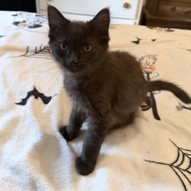 A baby small-sized male Smoke Domestic Medium Hair cat named Supernova for adoption in Gladstone, OR