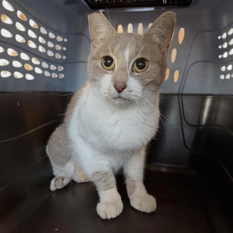 An adult medium-sized female Domestic Short Hair cat named Wendover for adoption in Las Vegas, NV