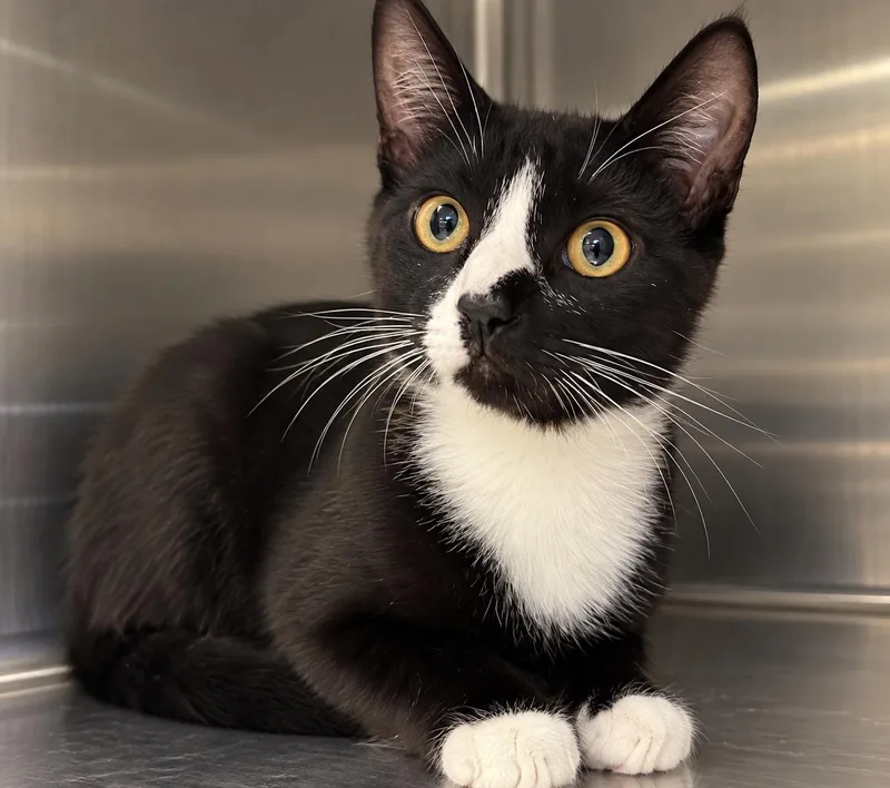 A young medium-sized female Black & White / Tuxedo Tuxedo cat named Vienna for adoption in Sacramento, CA
