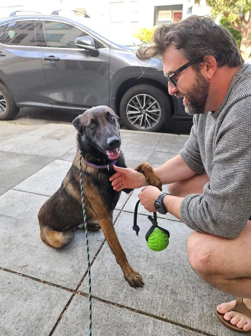 A young large-sized male Belgian Shepherd / Malinois dog named Hammer for adoption in San Diego, CA