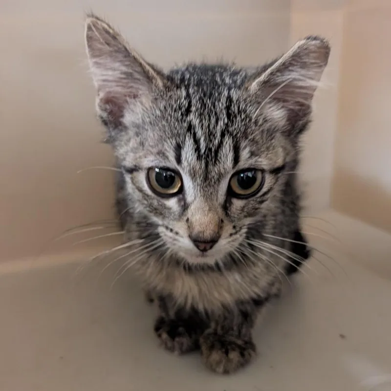 A baby small-sized male Brown / Chocolate Domestic Short Hair cat named Hilton for adoption in Emporia, KS