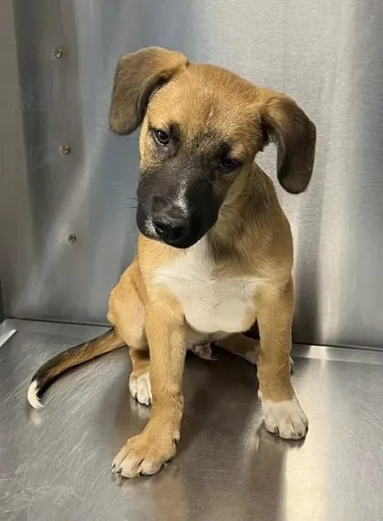 A baby medium-sized male Shepherd dog named Zen for adoption in Fresno, CA