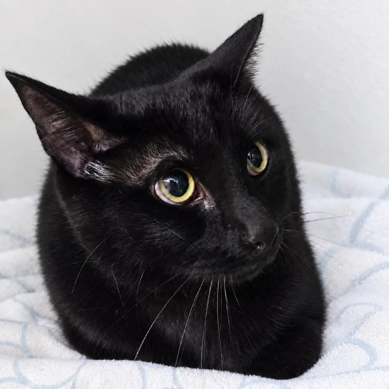 An adult medium-sized female Black Domestic Short Hair cat named Windfree for adoption in Austin, TX