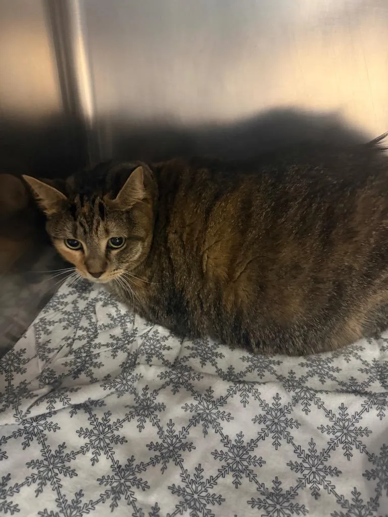 An adult small-sized female Domestic Short Hair cat named Zoey for adoption in Hyde Park, NY