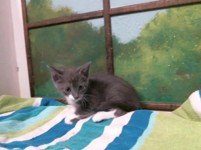 A baby small-sized female Domestic Short Hair cat named Penny for adoption in Houston, TX