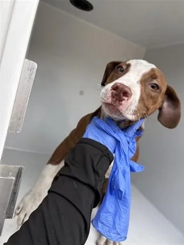 A baby medium-sized female Pit Bull Terrier dog named A for adoption in Houston, TX