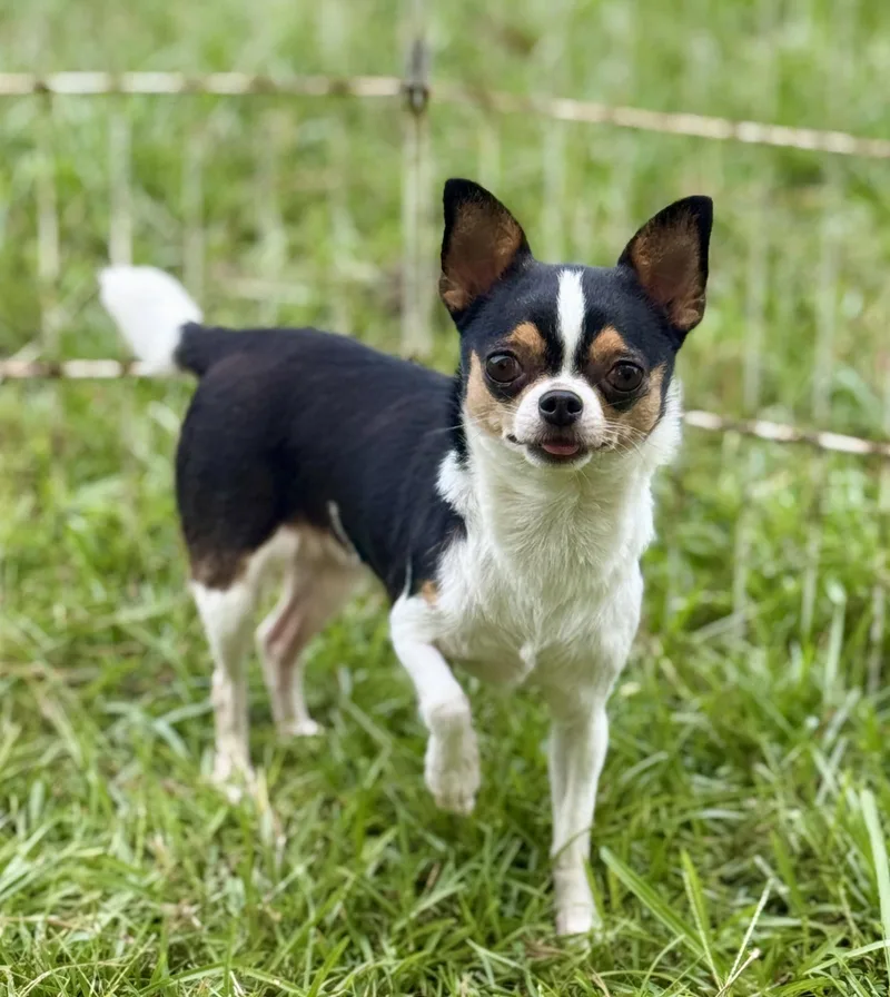 An adult small-sized female Chihuahua dog named Sophia lbs for adoption in Lucedale, MS