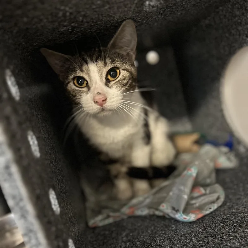 An adult medium-sized female Black Domestic Short Hair cat named Philadelphia for adoption in Birdsboro, PA