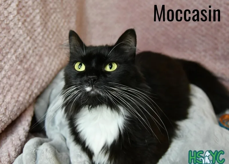Moccasin