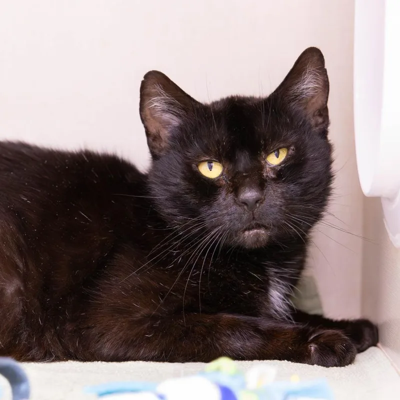 An adult large-sized female Black Domestic Short Hair cat named Jett for adoption in Mentor, OH