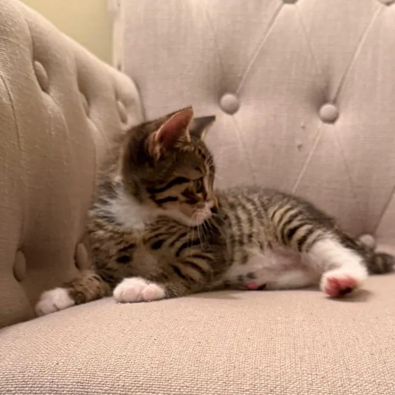A baby small-sized female Brown / Chocolate Domestic Short Hair cat named June Bug for adoption in North Branford, CT