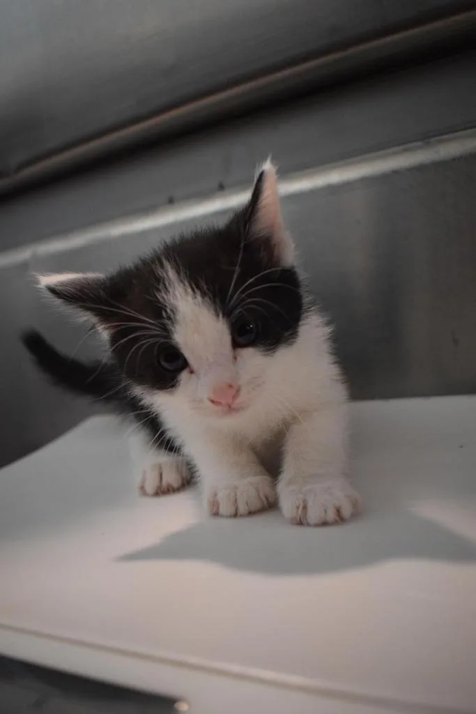 A baby small-sized male Domestic Short Hair cat named Domino for adoption in Pahrump, NV