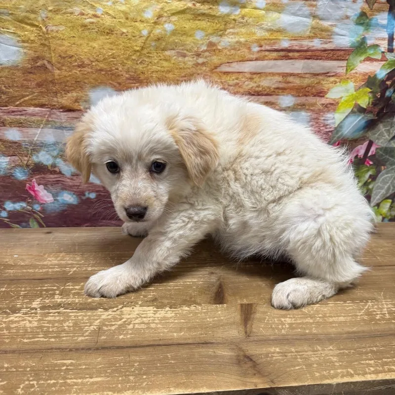 A baby large-sized female White / Cream Great Pyrenees dog named Laverne for adoption in Normal, IL